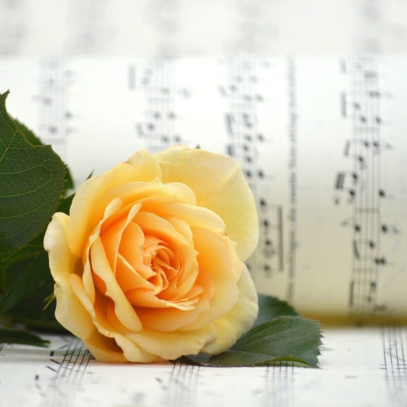 Rose 8252992 1280 (2)