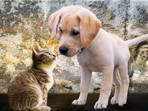 Comunicacion Perros Y Gatos .jpg