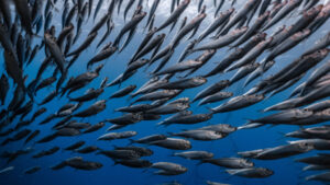 Pesca De Sardines.jpg