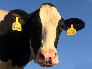 Vaca Industries Carnies .jpg