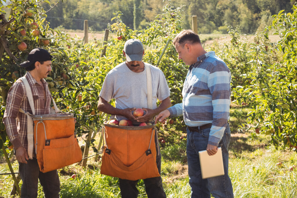 Farmer Interacting With Farmers In Apple Orchard On A Sunny Day
