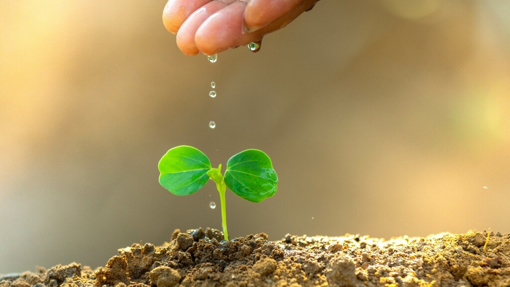 187 Sensor Redueix Aigua De Agricultura Per La Sequera